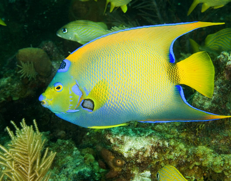 Holacanthus ciliaris (Pesce angelo regina)